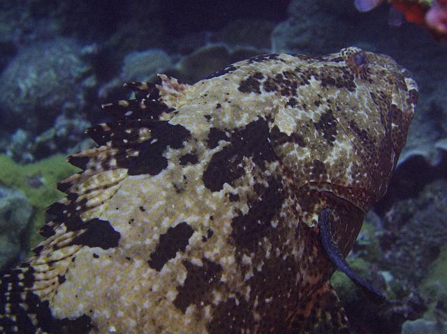 Stierkopf Zackenbarsch 136.jpg